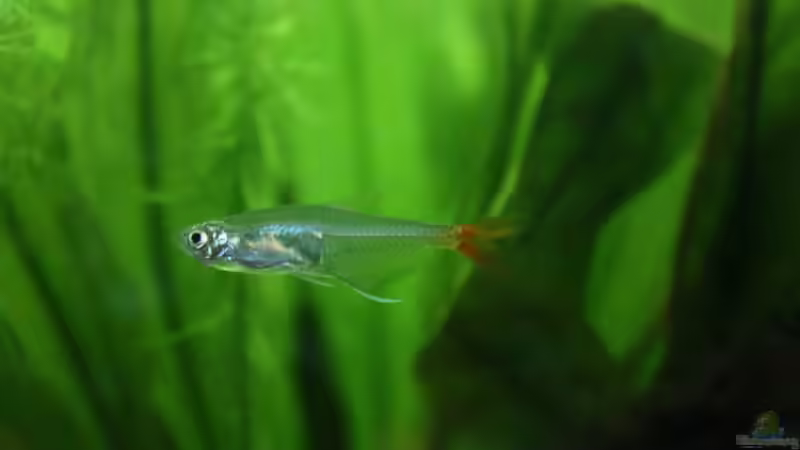 Rotflossensalmler von Falk (27)