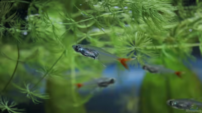 Rotflossensalmler von Falk (6)