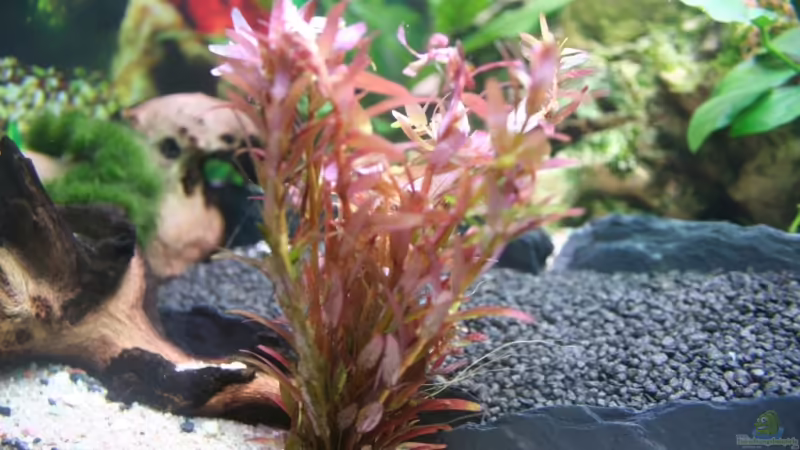 Ammannia praetermissa im Aquarium pflanzen (Einrichtungsbeispiele mit Rotgrüne Nesaea)