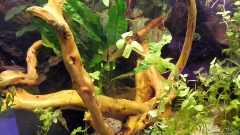 Rotholzwurzel in Beckenmitte 20.05.2009 von Falk (5)