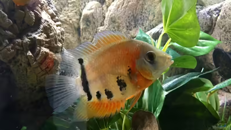 Rotkeil von Dobermanfred (6)