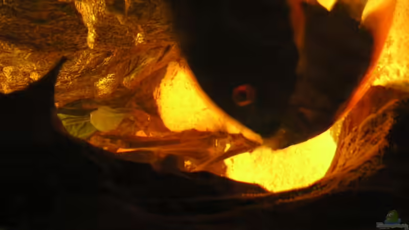 Rotkeilbuntbarsch bei Eiablage von Jan Cerny (15)