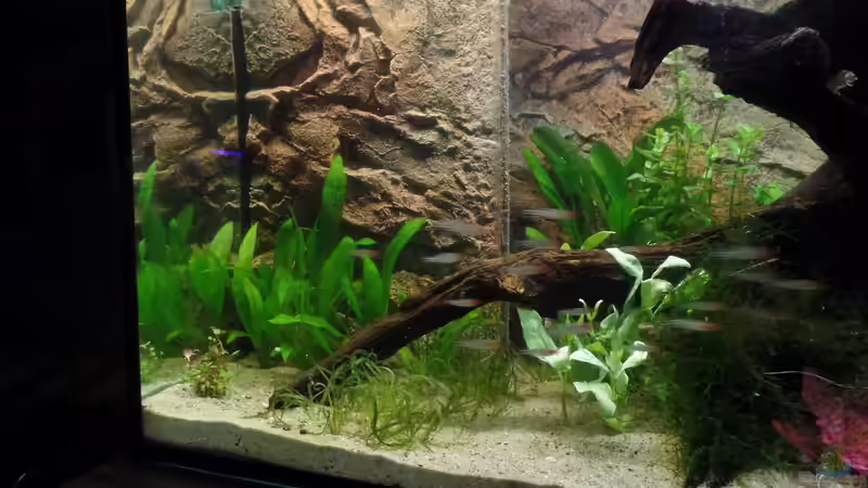 Rotköpfe von raubsau (146)