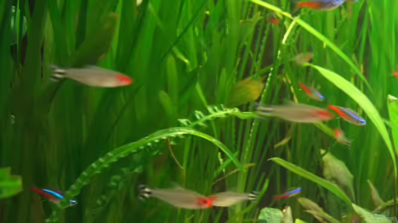 Rotkopf + Neons 20.03.05 von Robert Ellinger (27)