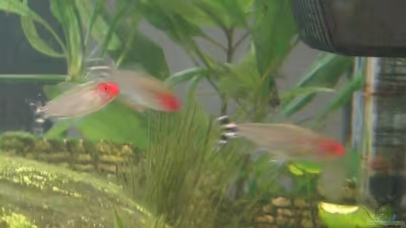 Rotkopf Salmer von Gaspode (28)