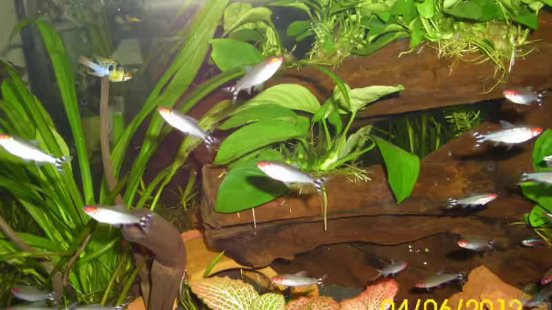 Rotkopf-Salmler und SBBs von Günther Kröger (65)