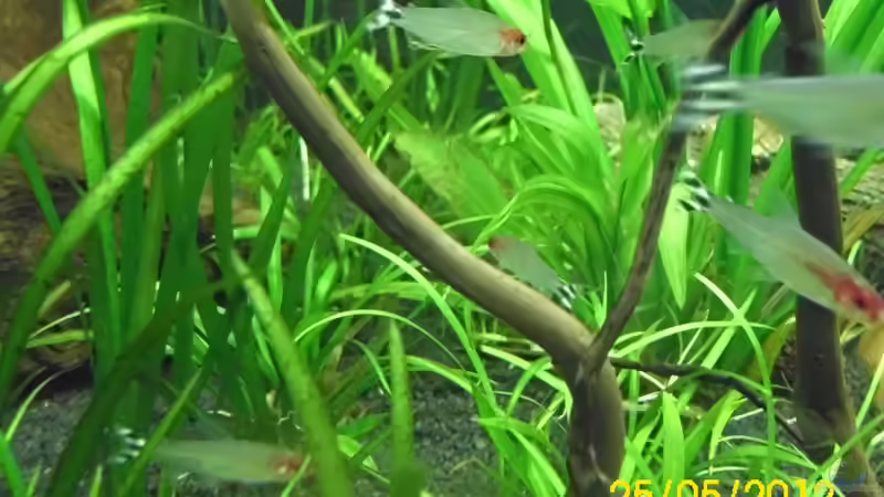 Rotkopf-Salmler von Günther Kröger (66)