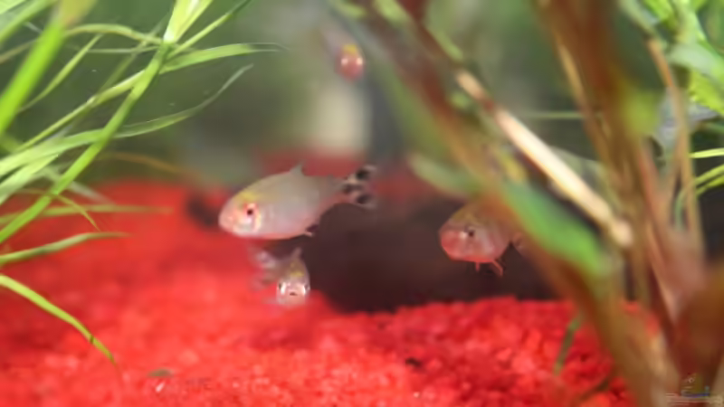 Rotkopf von Stefanie Mohr (19)