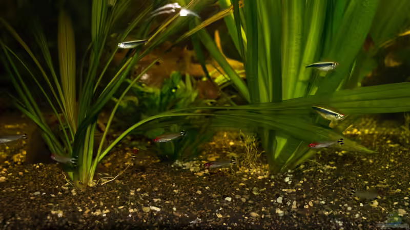 Rotkopfsalmer u Schwarzer Neon von Verkaufe mein Aquarium (13)