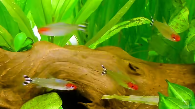 Rotkopfsalmer von Tom Prpic (18)