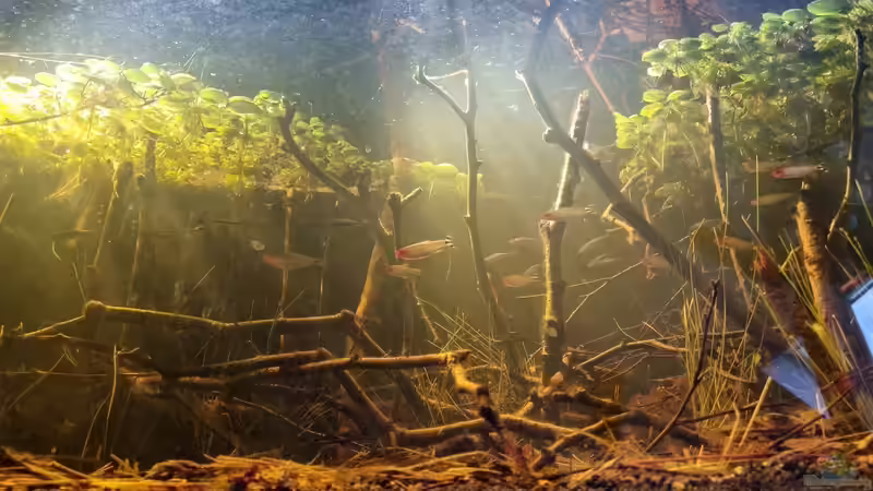 Rotkopfsalmler - schönes Schwarmverhalten von Rainooo (55)