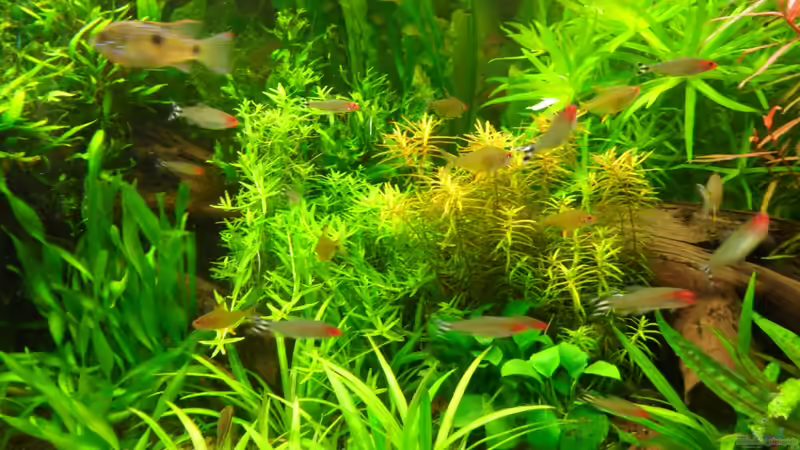 Rotkopfsalmler + Thomasi Bock von Bungi (4)