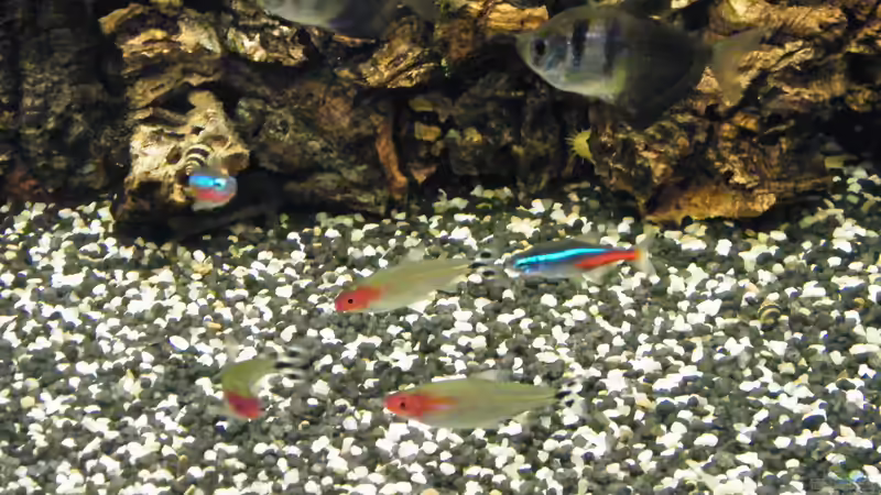 Rotkopfsalmler, Trauermantelsalmler, Neons von loco81 (13)