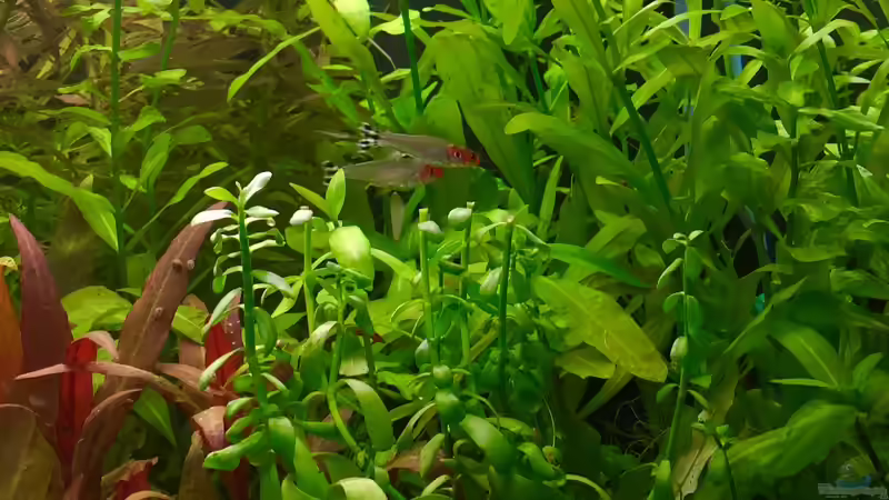 Rotkopfsalmler  von Cookiemonster (23)