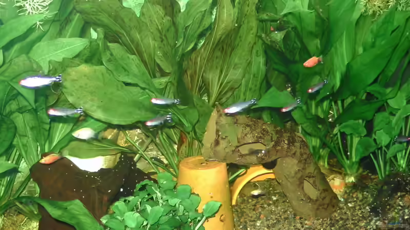 Rotkopfsalmler  von Daggi Mittag (6)