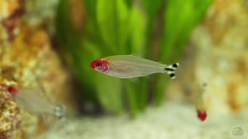 Rotkopfsalmler (23.10.05) von Klaus Kastl (30)