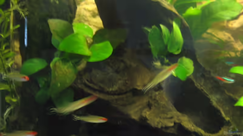 Rotkopfsalmler 6  von Frank Eichhorn (12)