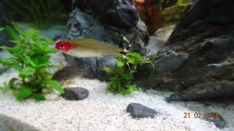 Rotkopfsalmler (Hemmigrammus bleheri) von Aqua-Josh (29)