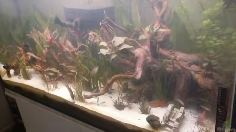 Rotkopfsalmler/Paradiesfisch/Corydoras 200L Aquarium