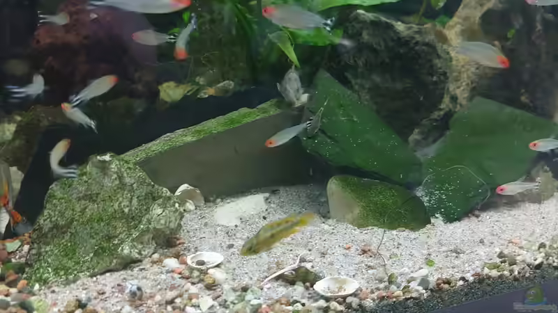 Rotkopfsalmler und Cakadu Mädel von ErfurtOldy (22)