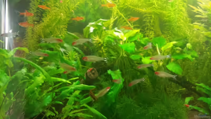 Rotkopfsalmler und Feuertetras von JohnnyWishbone (24)