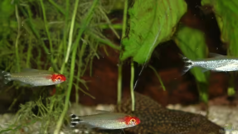 Rotkopfsalmler und kleiner Ancistrus von Oliver Schürmann (21)