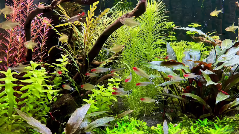 Rotkopfsalmler und Zitronensalmler von Thilo (36)