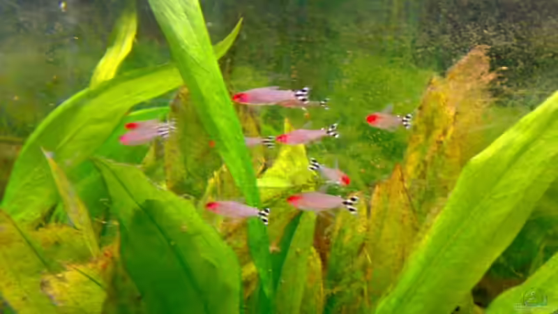 Rotkopfsalmler von Amazonasbecken.eu (16)