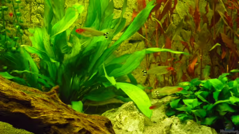 Rotkopfsalmler von Andy 86 (12)