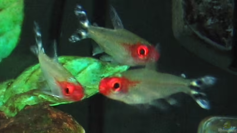 Rotkopfsalmler von aquaman29 (17)