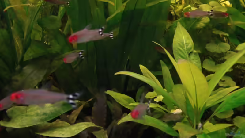 Rotkopfsalmler von bernie-124 (11)