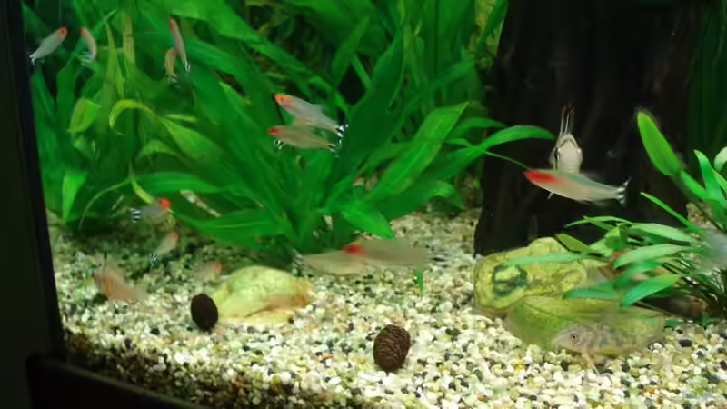 Rotkopfsalmler von Chris 81 (20)