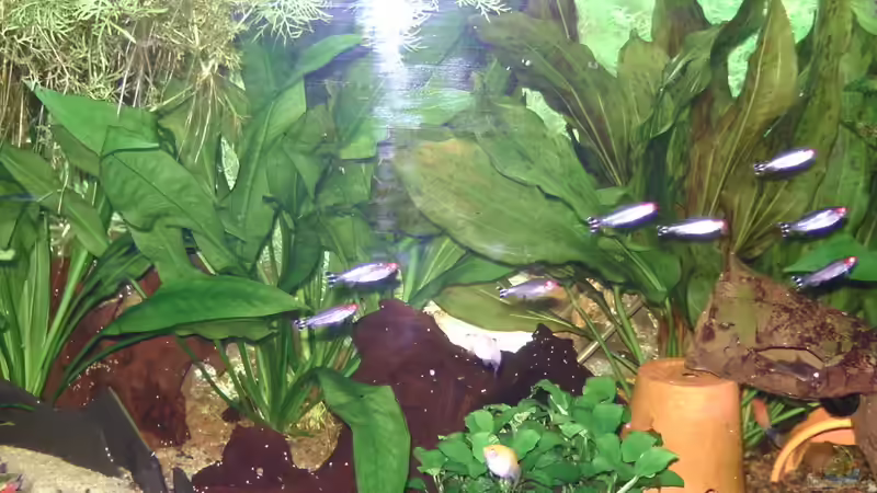 Rotkopfsalmler von Daggi Mittag (11)