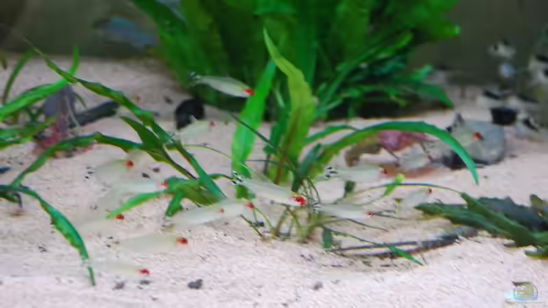 Rotkopfsalmler von Discusfan (29)