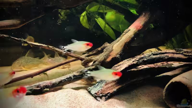 Rotkopfsalmler von DiskusMummy (28)