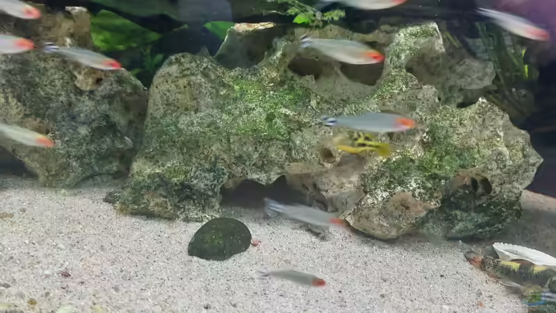 Rotkopfsalmler von ErfurtOldy (69)