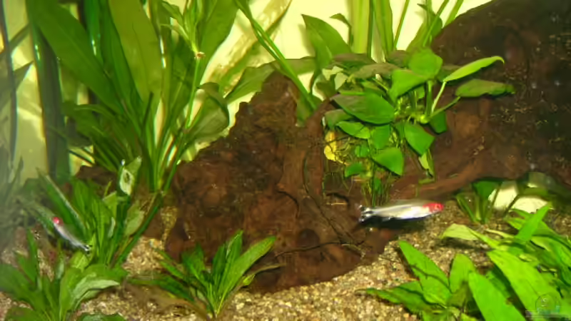 Rotkopfsalmler von Florian Sauer Wehinger (16)