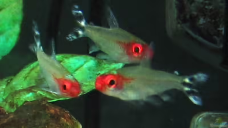 Rotkopfsalmler von Gaspode (23)