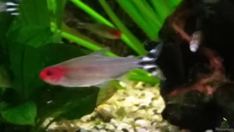 Rotkopfsalmler von Gigi (28)