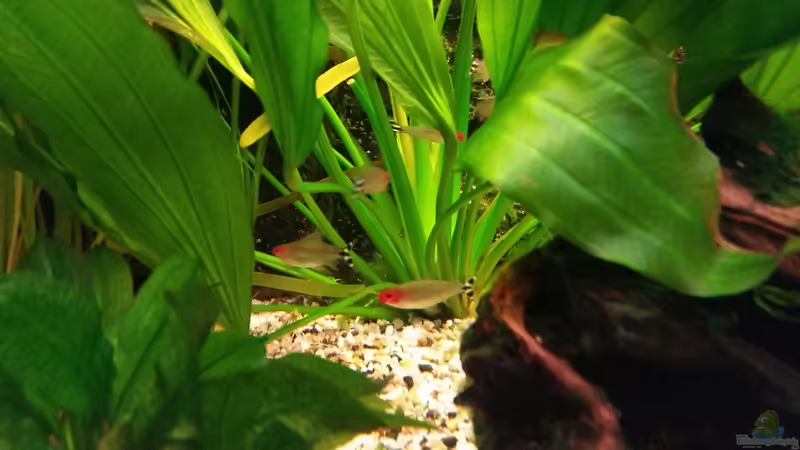 Rotkopfsalmler von Gigi (29)