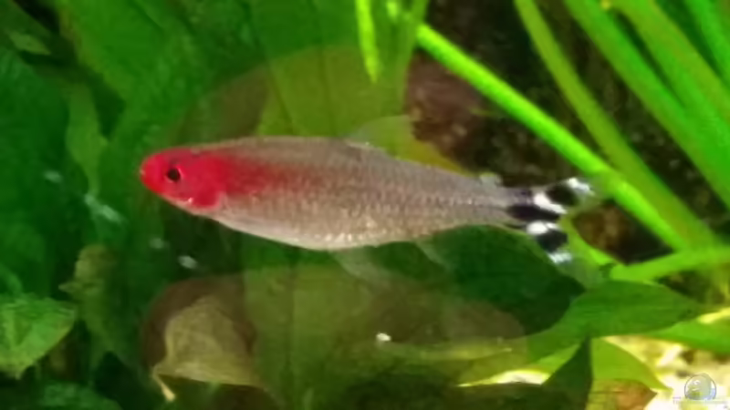 Rotkopfsalmler von Gigi (30)