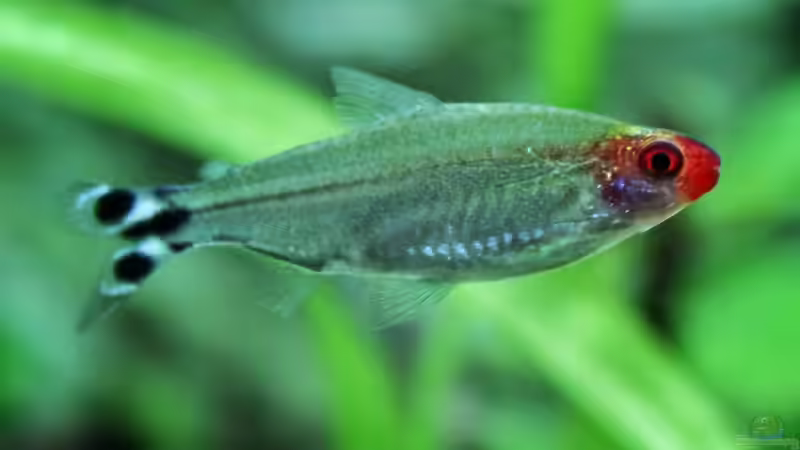 Rotkopfsalmler von H4rdei (7)