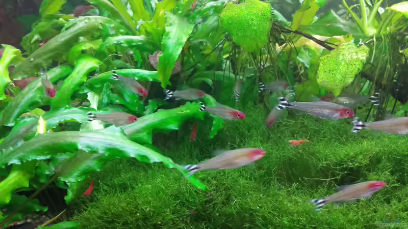 Rotkopfsalmler von JohnnyWishbone (23)