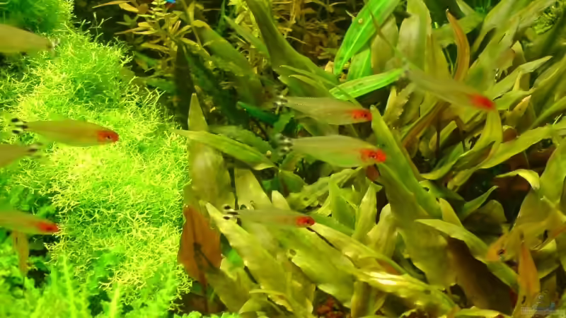 Rotkopfsalmler von Katzenmutti (13)