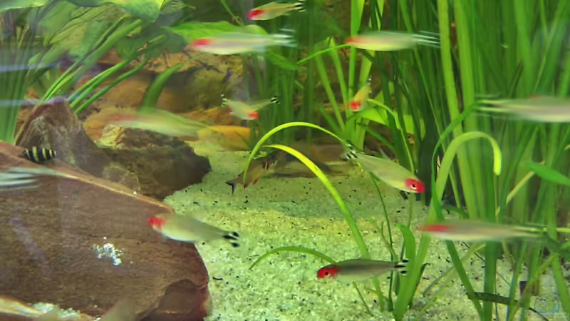 Rotkopfsalmler von LockHeed (17)