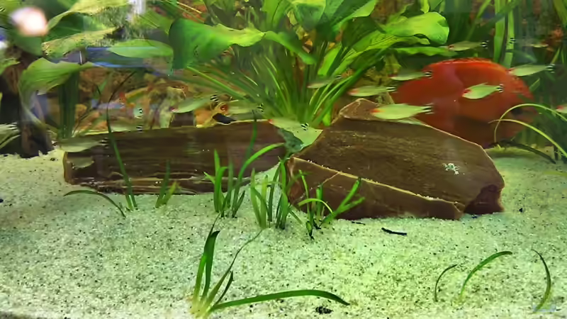 Rotkopfsalmler von LockHeed (23)