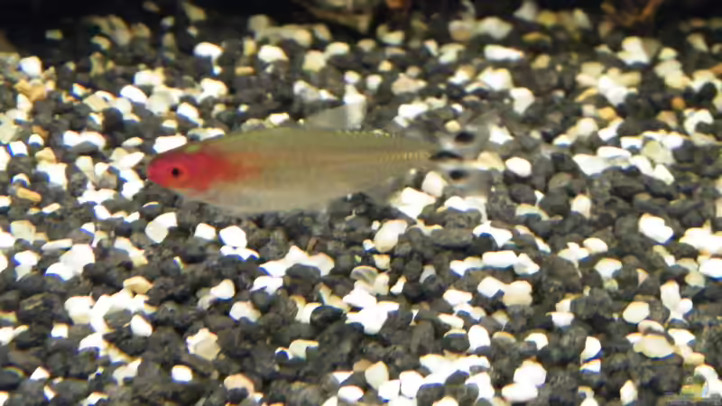 Rotkopfsalmler von loco81 (17)