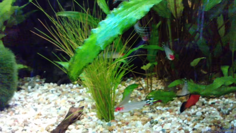 Rotkopfsalmler von manala (22)