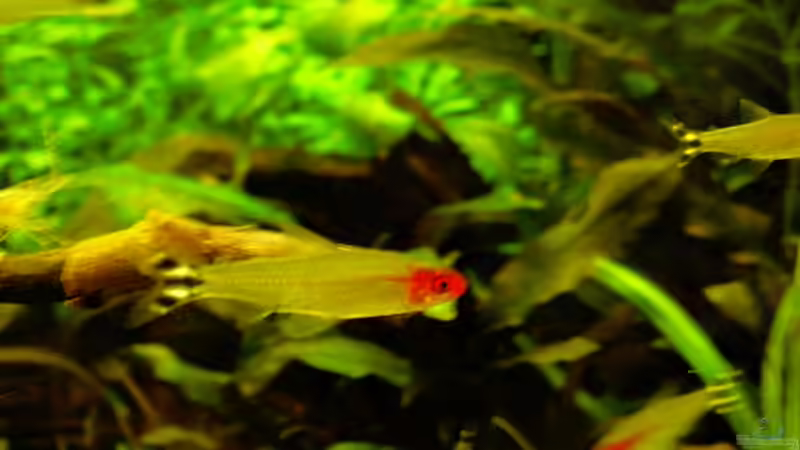 Rotkopfsalmler von Mario74 (33)