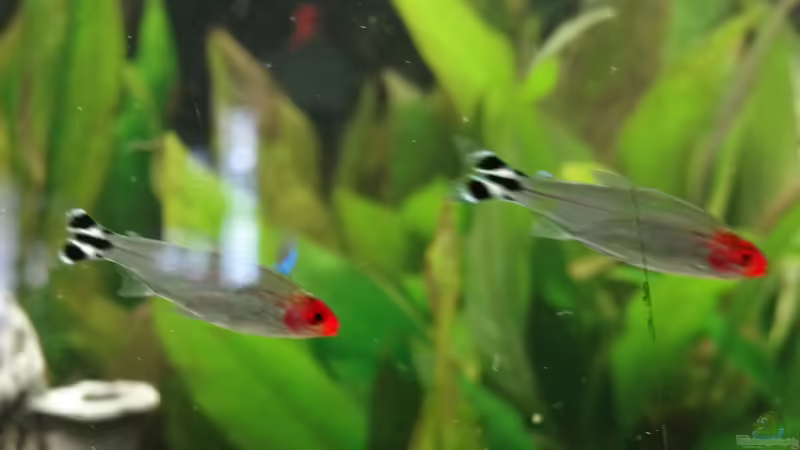 Rotkopfsalmler von mcfly (57)